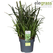 Carex Morrowii Ice Dance - Ø19cm - ↕45cm