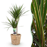 Dracaena Marginata - Drakenbloedboom - Weinig onderhoud - met mand - Groen - 1 Plant - Pot 21cm - Hoogte 90-100cm
