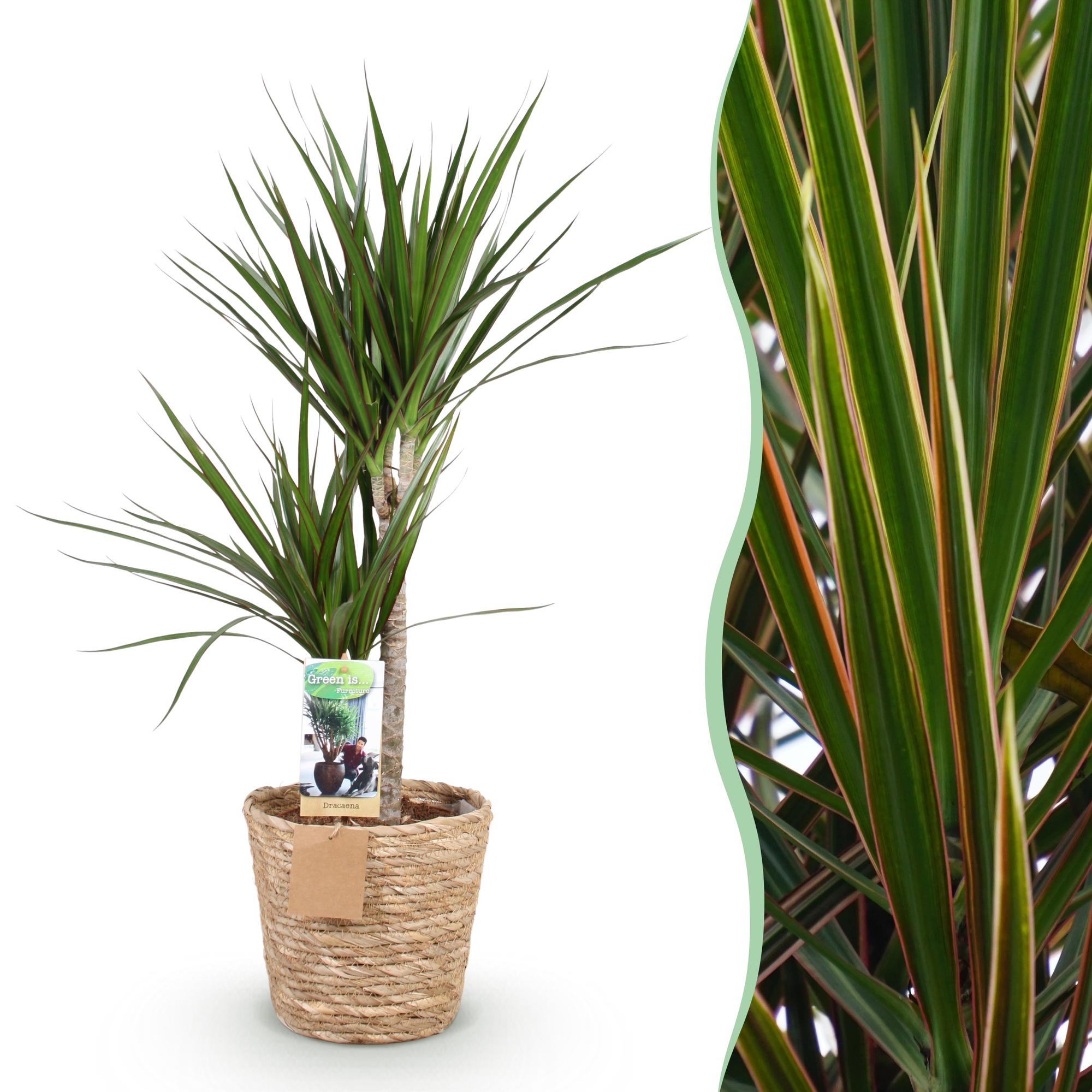 Dracaena Marginata - Drakenbloedboom - Weinig onderhoud - met mand - Groen - 1 Plant - Pot 21cm - Hoogte 90-100cm
