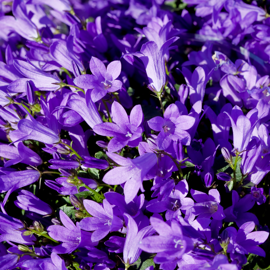 6x Campanula pers. 'Coerulea' - ↕10-25cm - Ø9cm