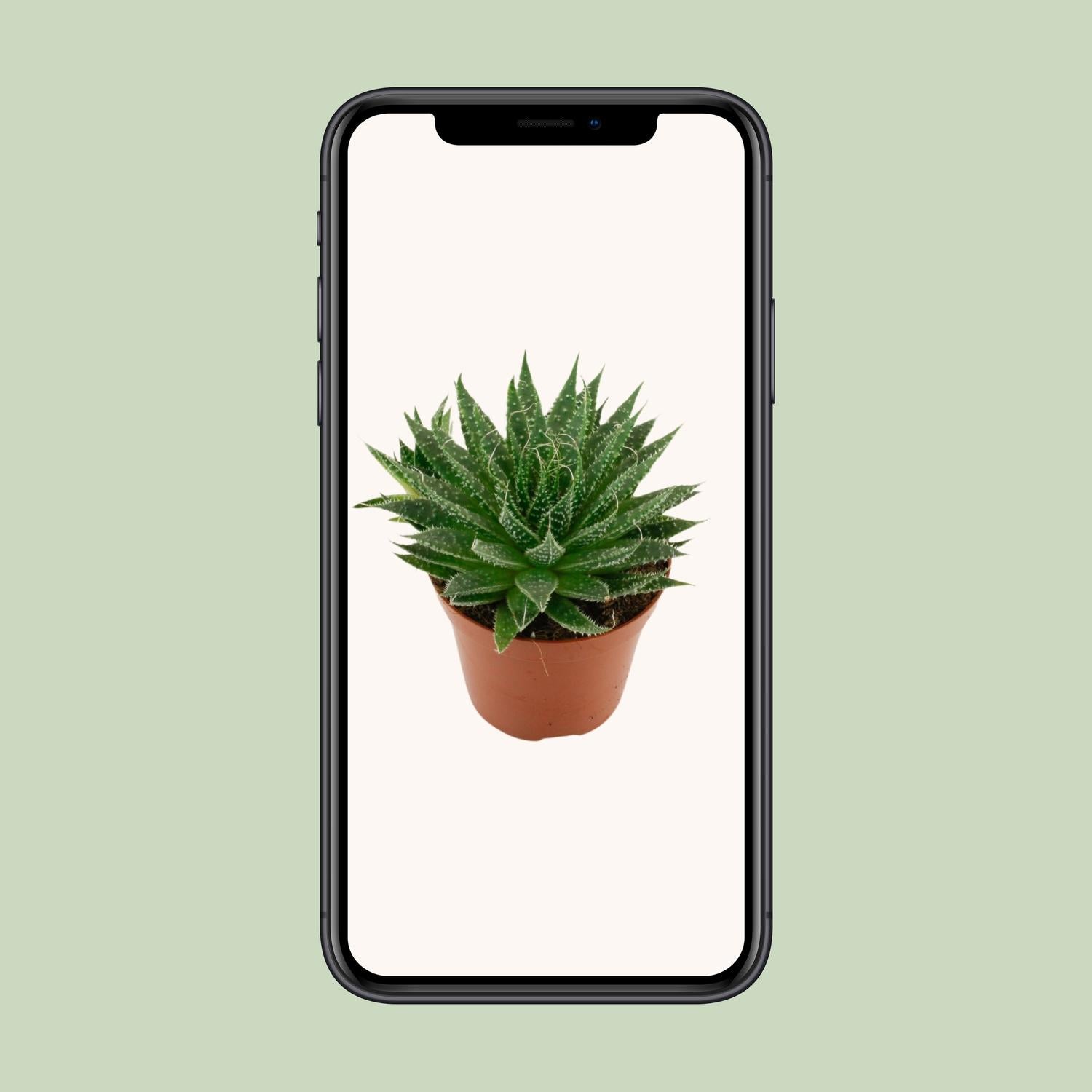 Aloe Aristata - Ø12cm - ↕20cm