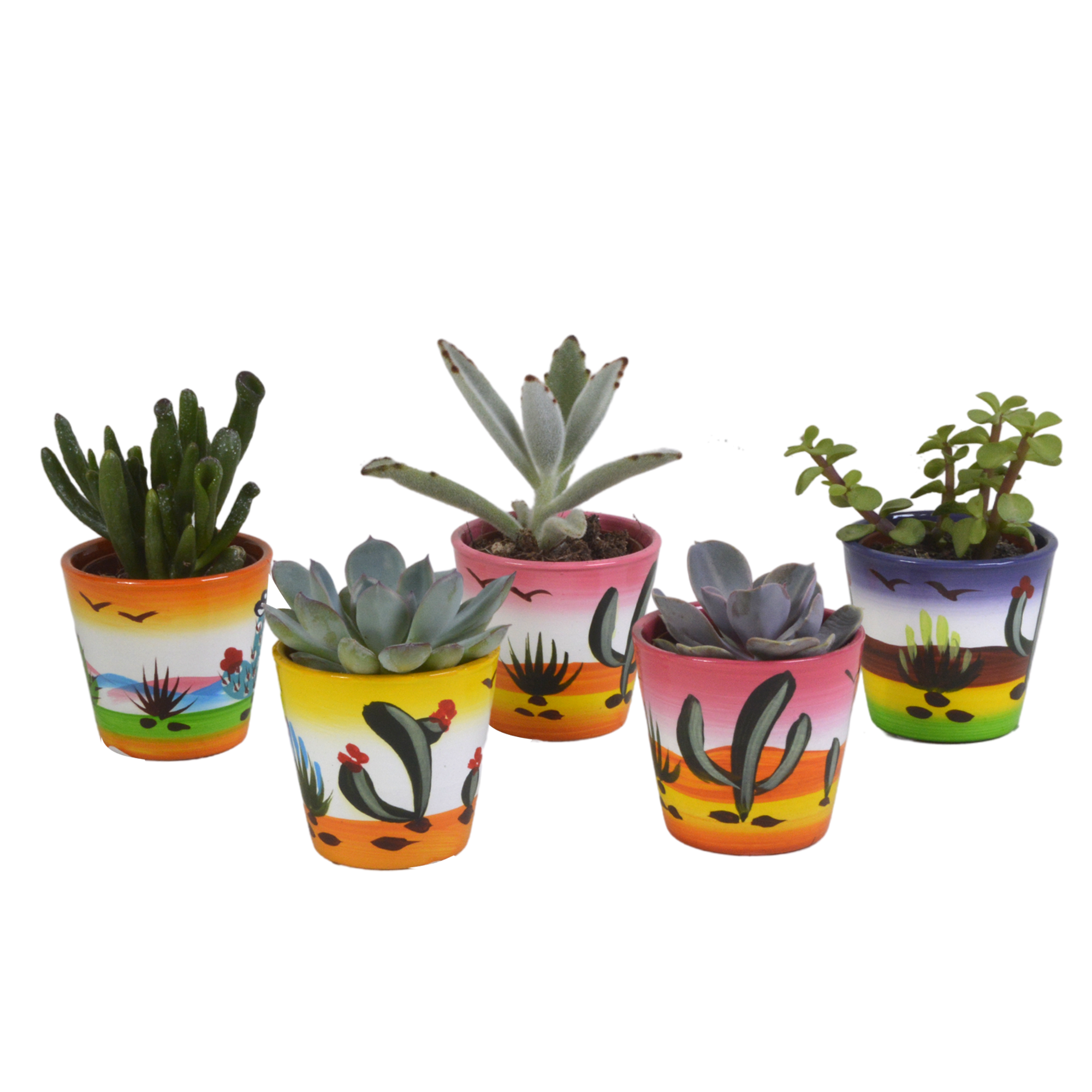 Succulent mix 5.5 cm - 5x - in Mexican pot