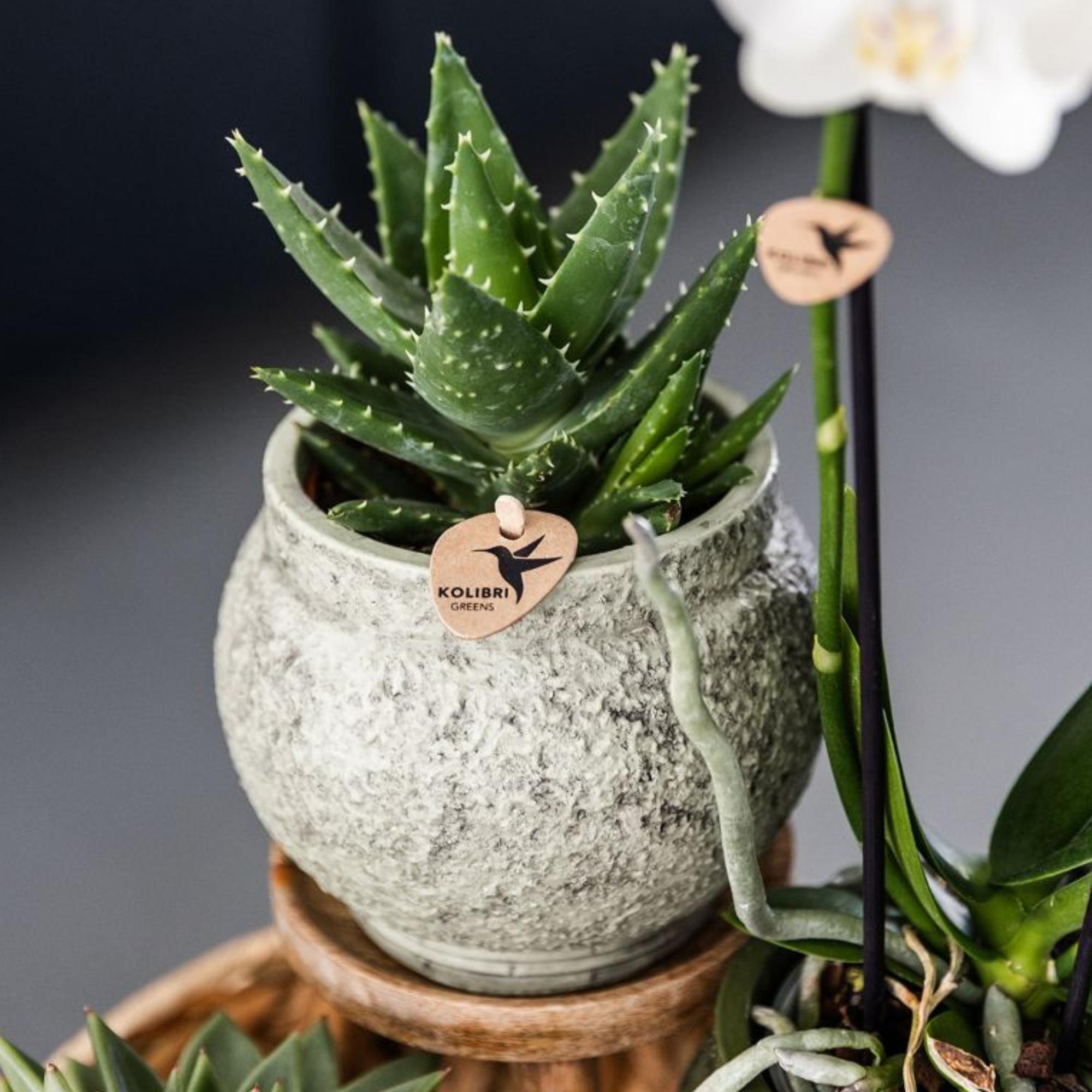 Kolibri Greens | Grüne Pflanze – Sukkulente Aloe brevifolia, Topfgröße Ø 9 cm | Grüne Zimmerpflanze – frisch vom Züchter