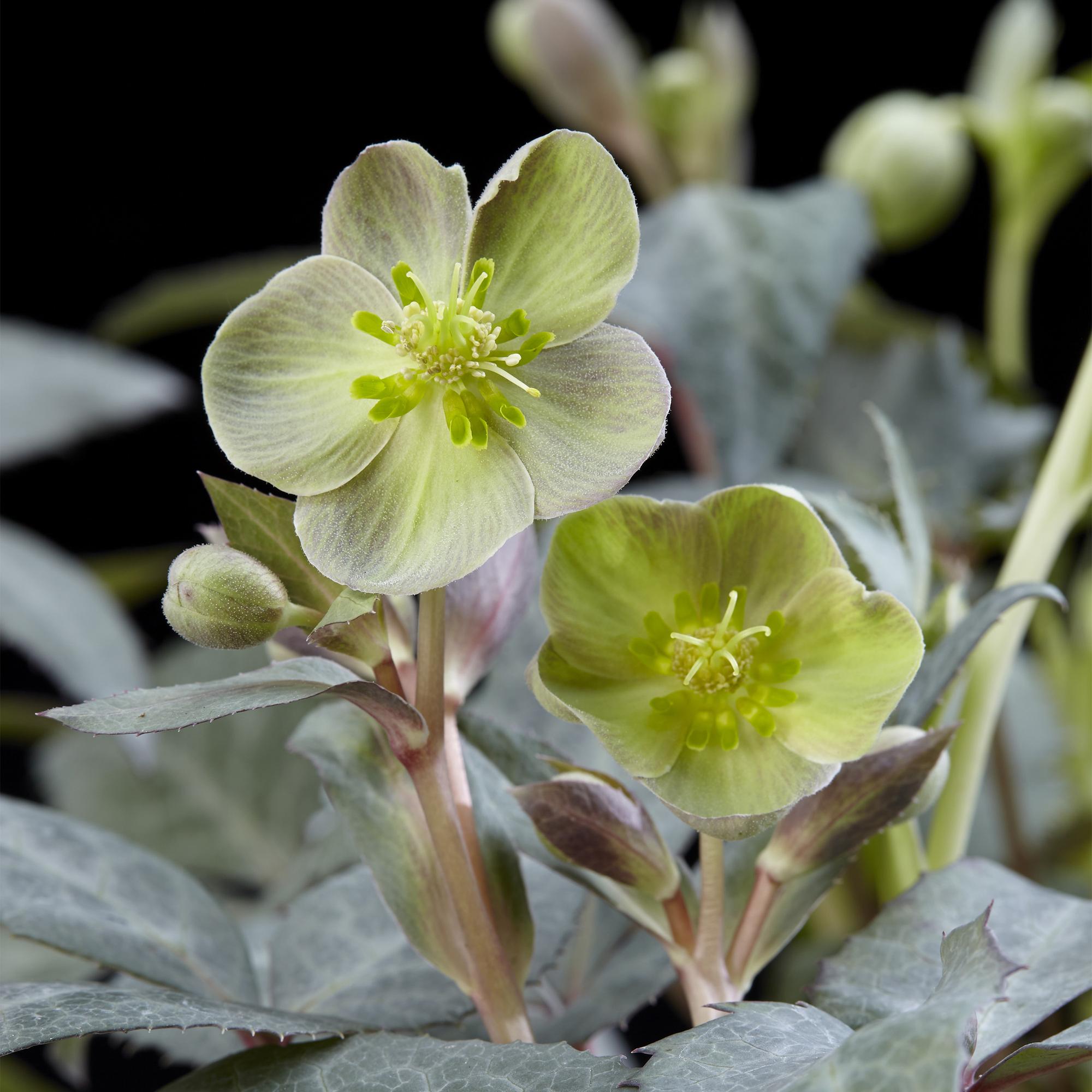 Lenten Rose - Helleborus sternii Silver Dollar - Groene  Bloem -2 Planten- Groenblijvend - Pot 14cm Hoogte 35cm