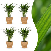 Areca Lutescens - Goudpalm - 4x - met Mand - Pot 12cm - Hoogte - 45cm