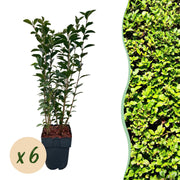 Ligustrum ovalifolium -  blad groen - 6 planten - 1 strekkende meter - groenblijvend - pot 17cm hoogte 55cm