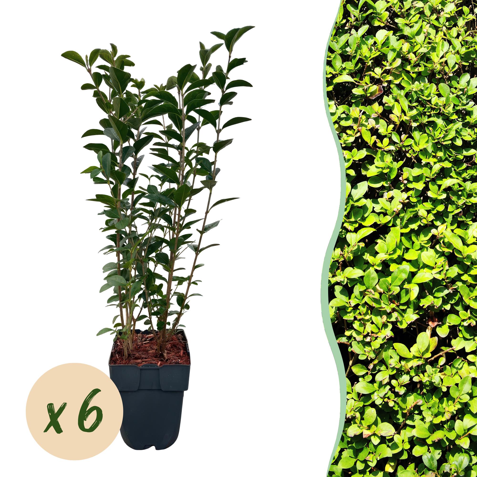 Ligustrum ovalifolium -  blad groen - 6 planten - 1 strekkende meter - groenblijvend - pot 17cm hoogte 55cm