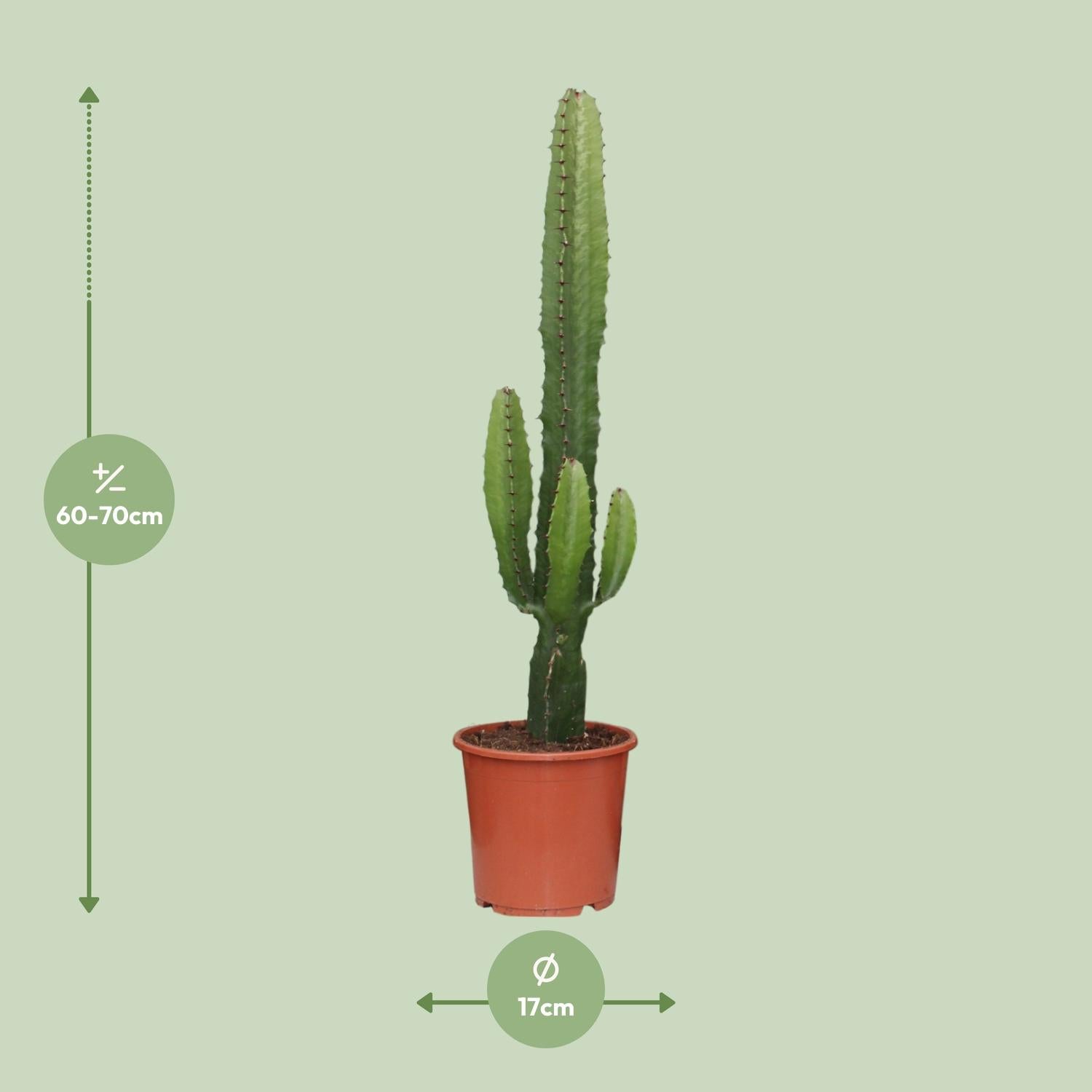 Euphorbia acrurensis - Ø17 cm - ↕50 cm