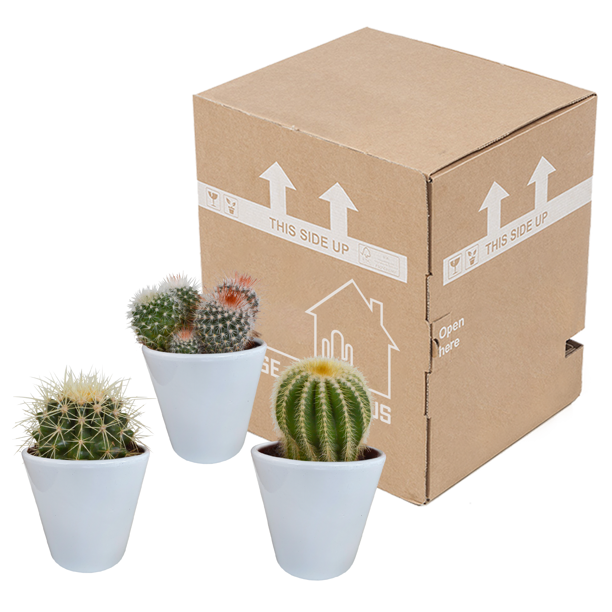 Bolcactus mix 8,5 cm | 3 stuks - in witte pot