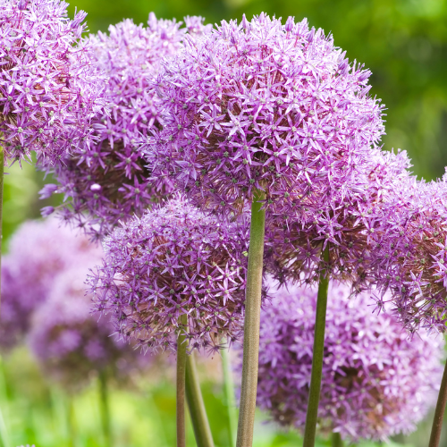 Globemaster – Allium-Zwiebeln, 5 Stück