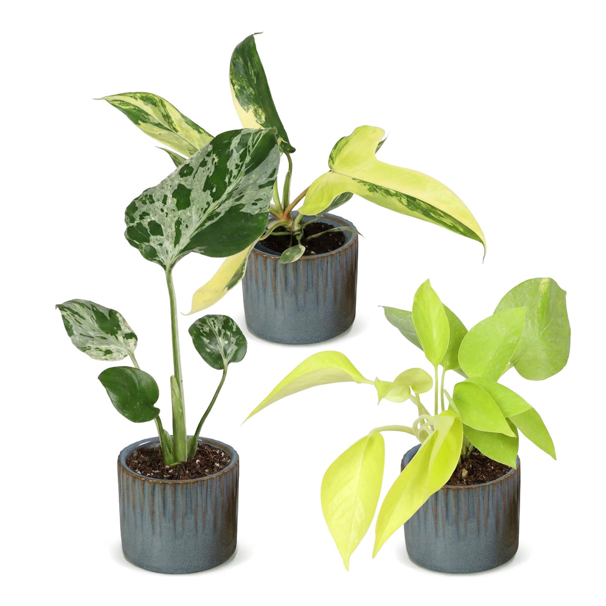 Baby Planten Tropical Mix - Diversen 3x - Tropisch - incl. Linnea Misty Blue - Ø6cm - ↕10-15cm