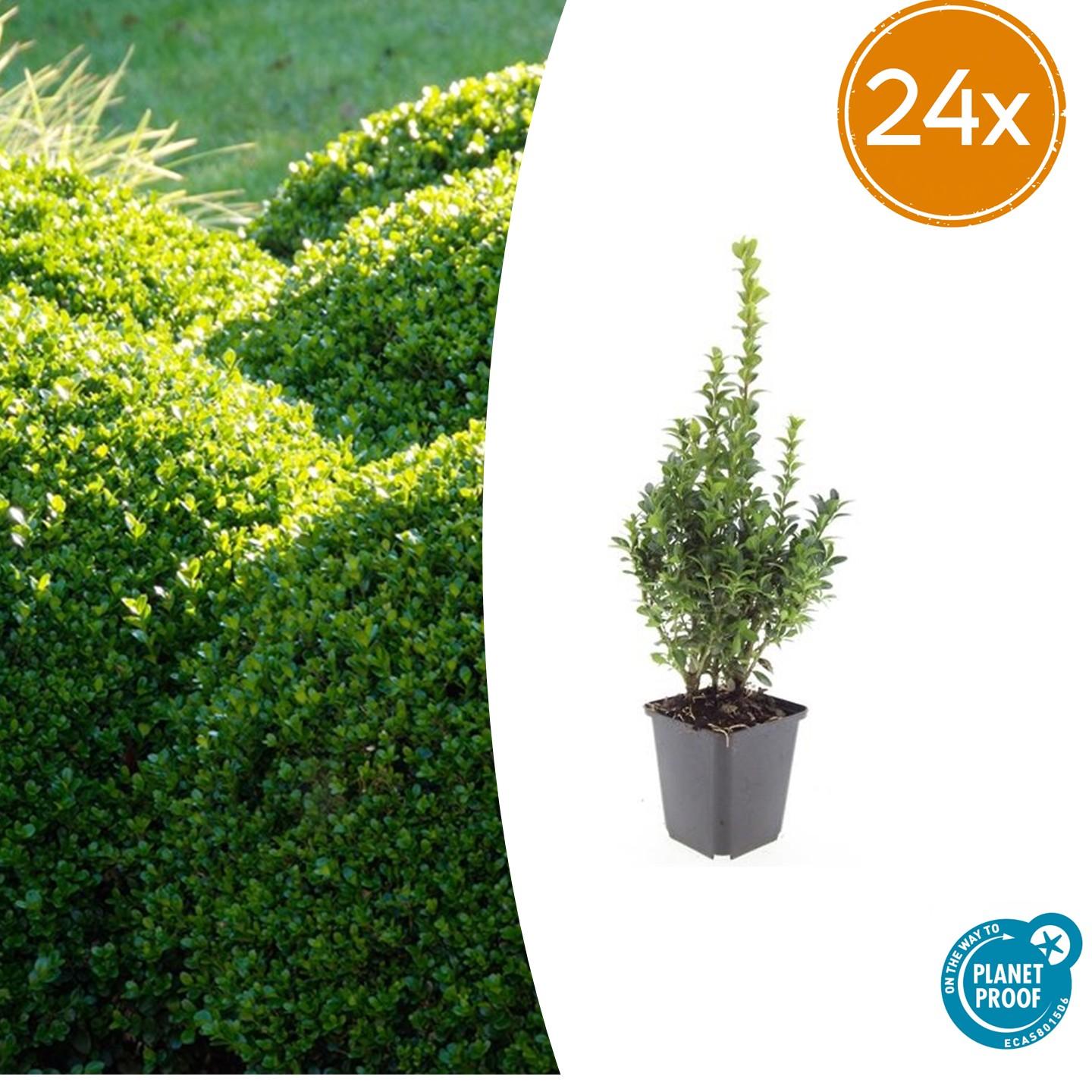 24x Buxus Sempervirens - ↕10-25cm - Ø9cm