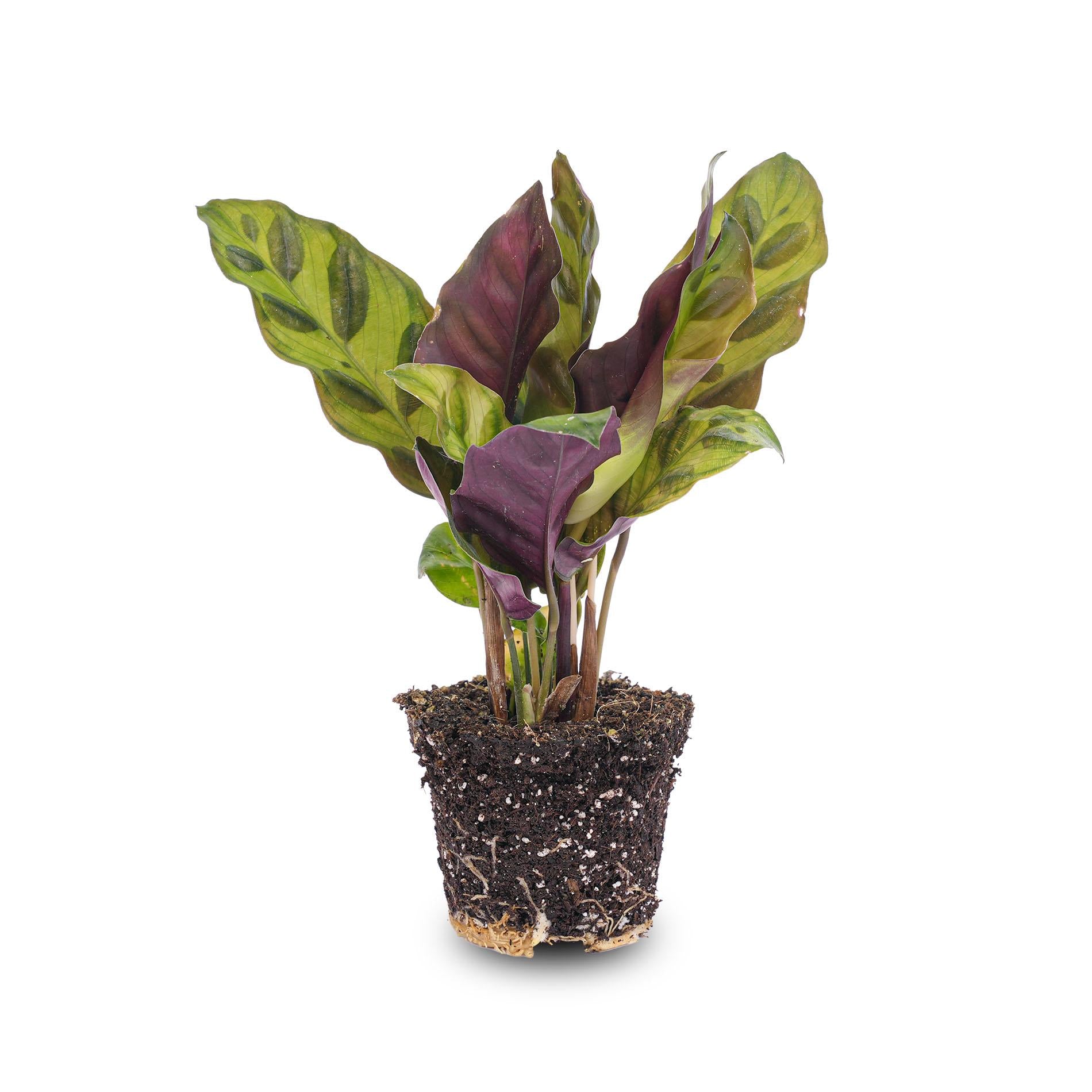 Calathea Lancifolia - Pianta di pavone - Pianta da terrario - Vaso misura 6