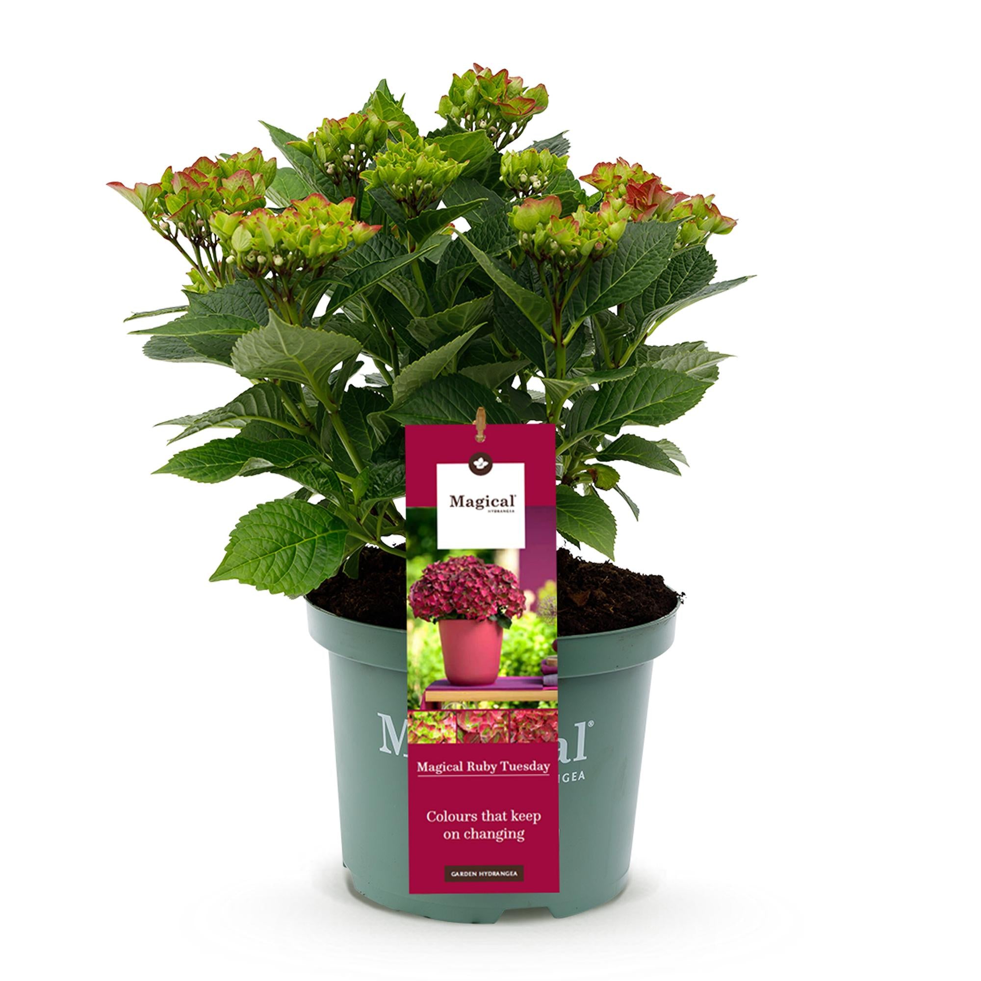 Hortensia - Hydrangea Magical Teusday & Saphire - Rood - 6-10 Bloemen - Pot 23cm Hoogte 55cm