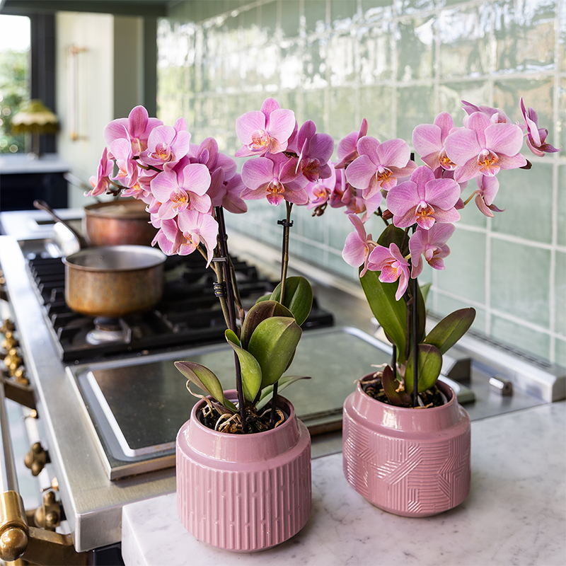 Kolibri Orchids | COMBI DEAL of 2 Phalaenopsis orchids - Treviso - pot size Ø9cm | flowering houseplant - fresh from the grower