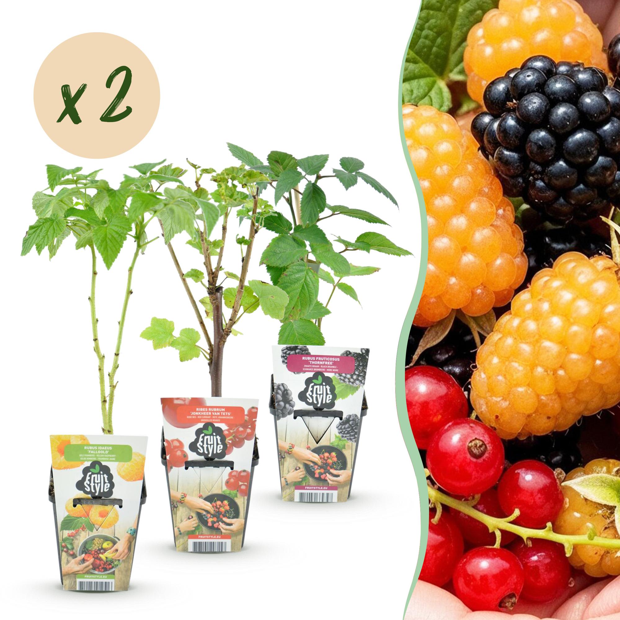 Tricolour - Rode Bes - Gele Framboos - Zwarte Braam  - Winterhard - 6 Planten - Pot  9cm