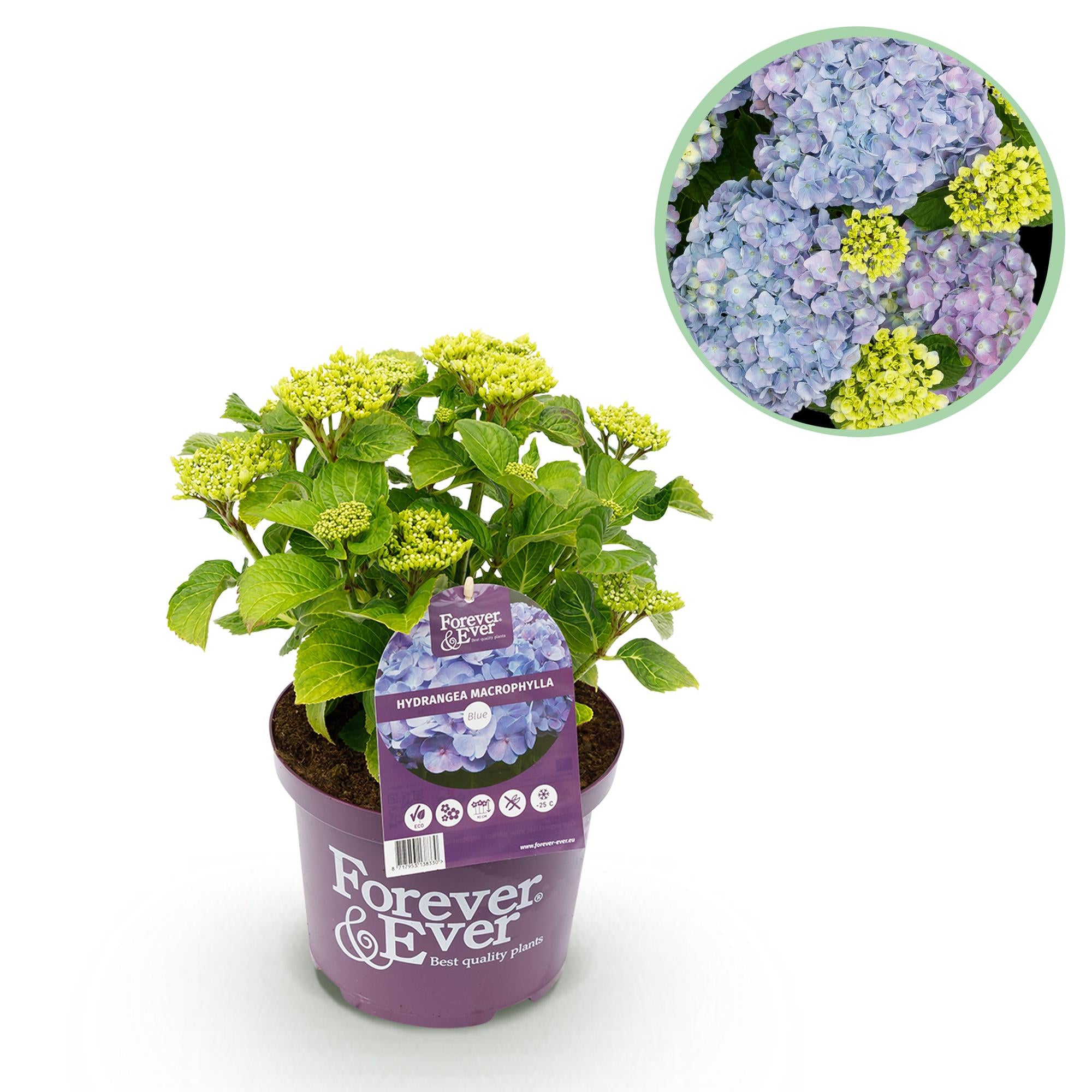Green boutiQ - Pianta da patio - Ortensia - Hydrangea Forever & Ever - Blu - 7-12 fiori - Vaso 23 cm Altezza 55 cm