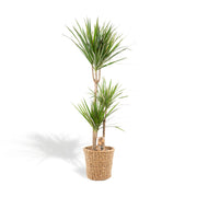 Dracaena mit Korb - ↨120 cm - Ø21 cm