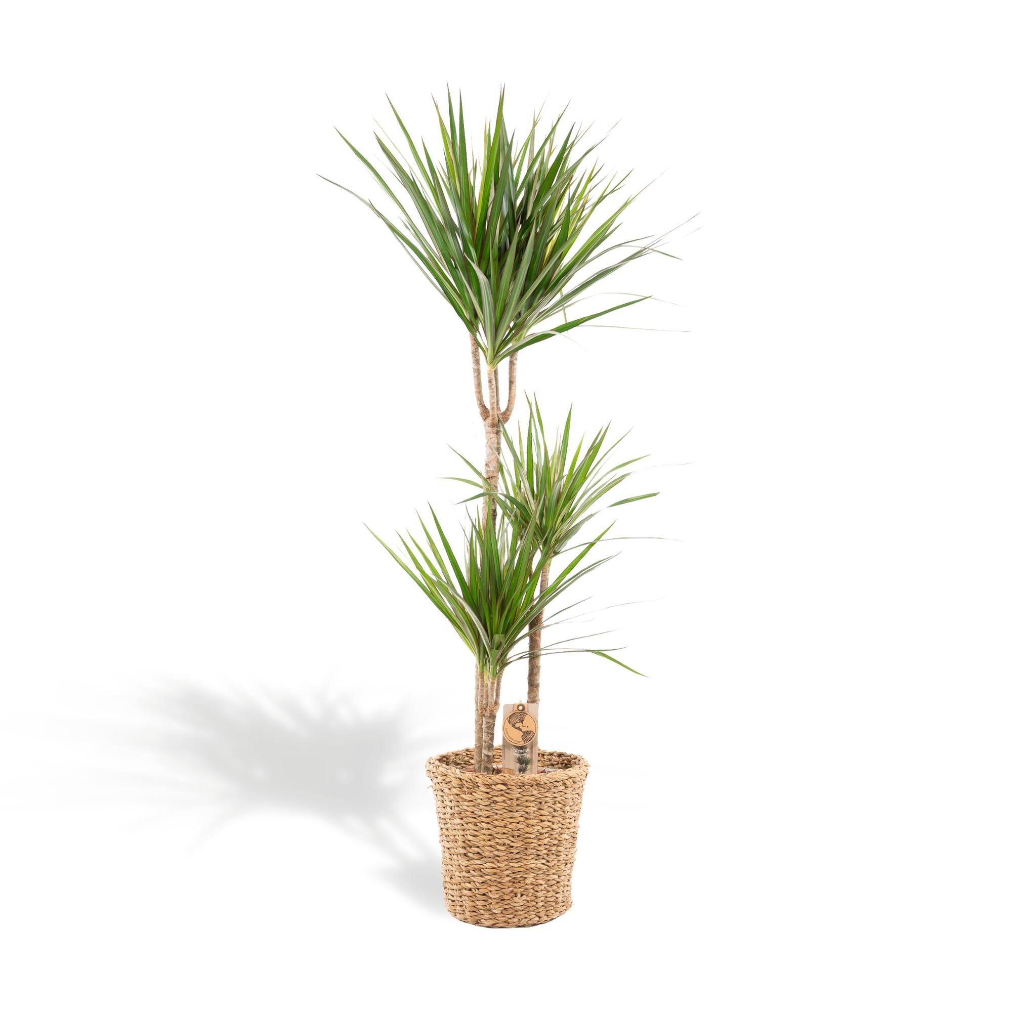 Dracaena mit Korb - ↨120 cm - Ø21 cm