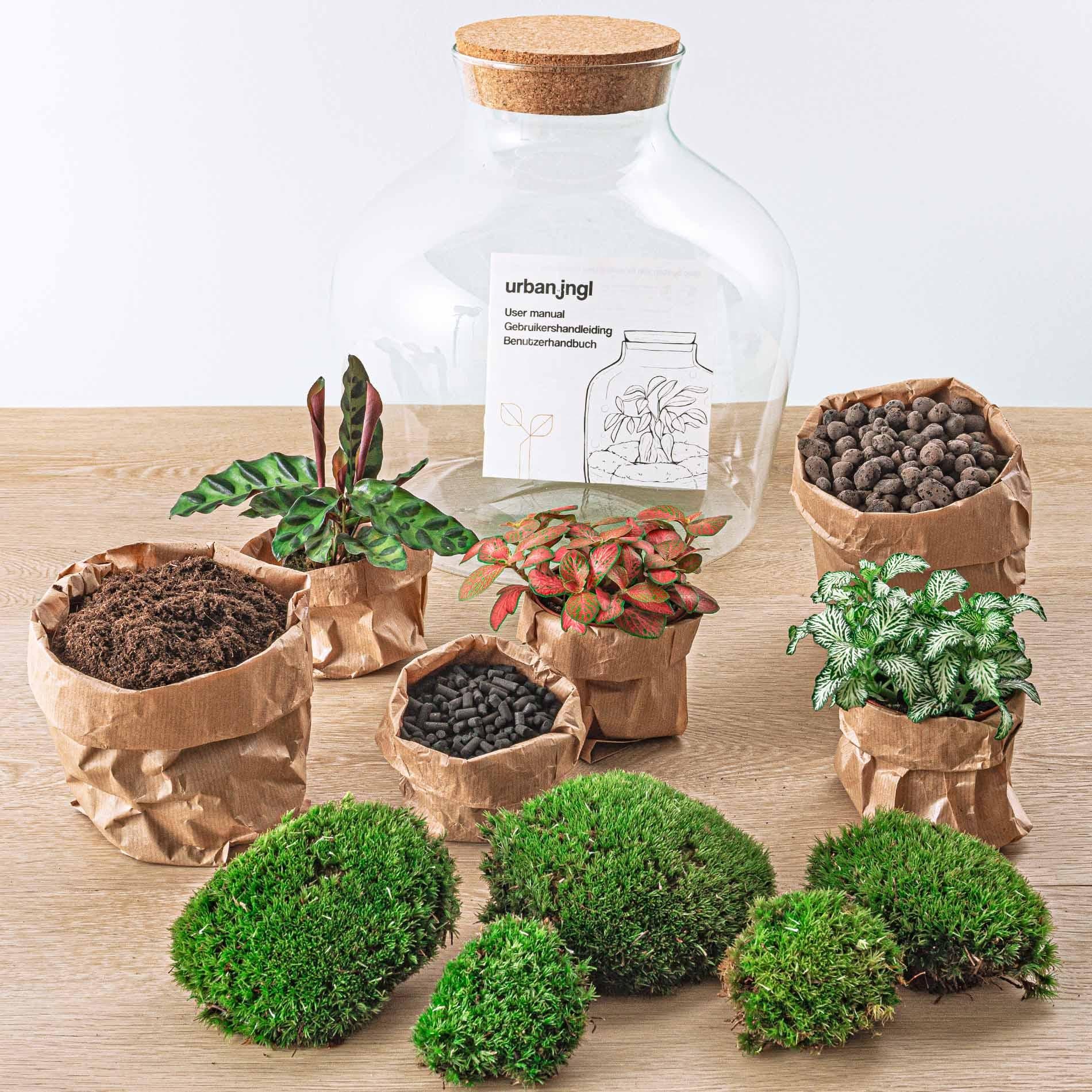 DIY terrarium - Fat Joe Red - ↕ 30 cm - Rake + Shovel