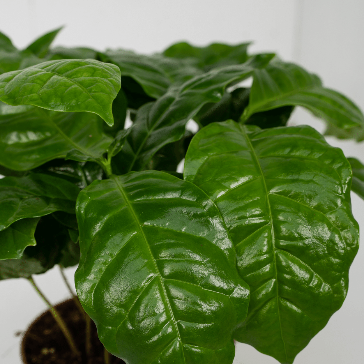 Coffea Arabica (Pianta del caffè) - 2 pezzi - Ø12cm - ↕25cm