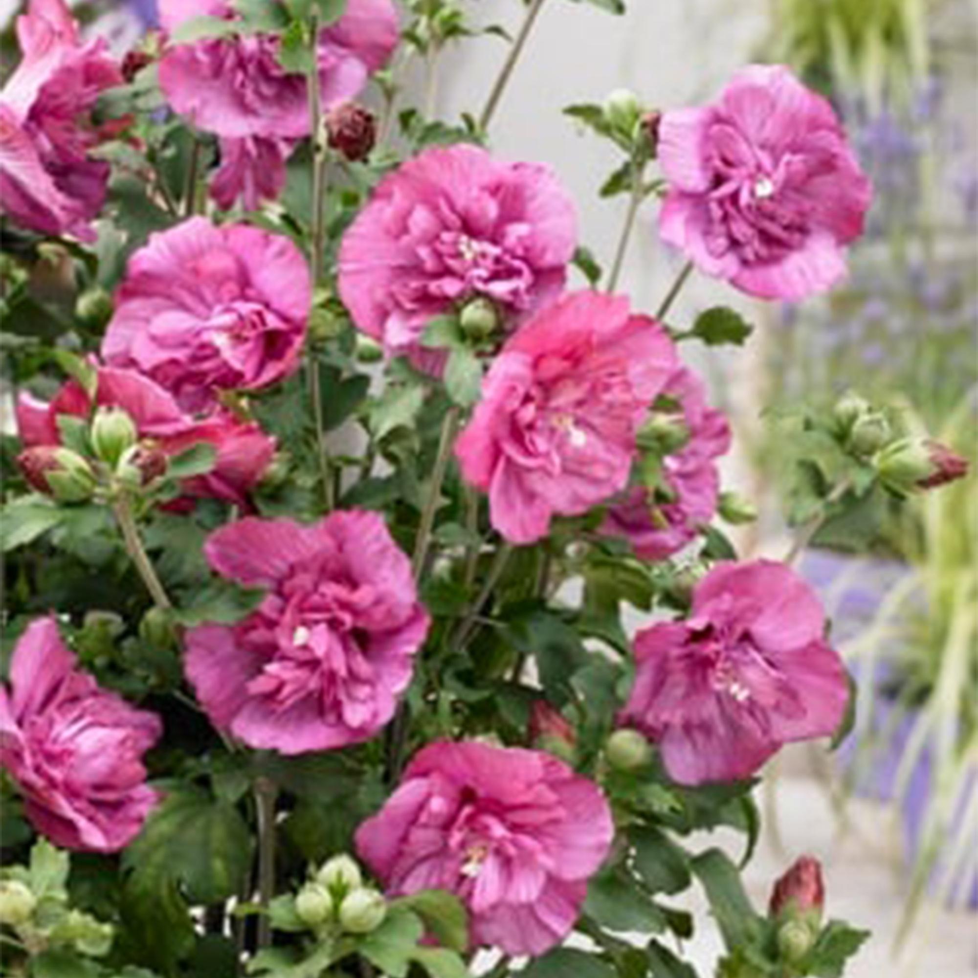 Hibiscus syriacus Magenta Chiffon® - Terras Plant - Bladverliezend - Winterhard - Roze Bloem - Pot 19cm Hoogte 90cm