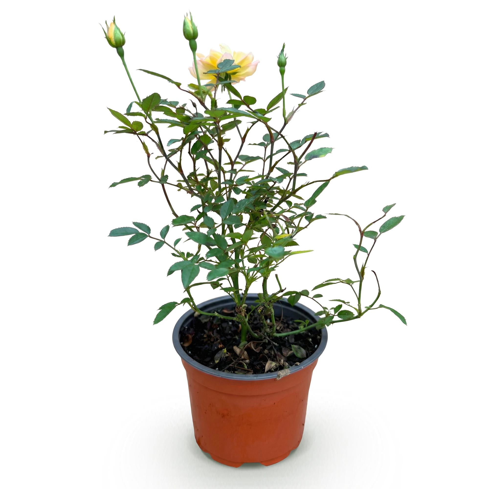 Rosa Tricolor Fairy - Roos - Winterhard - Geel-Roze - 1 Plant - Pot 12cm - Hoogte Hoogte 20-25cm
