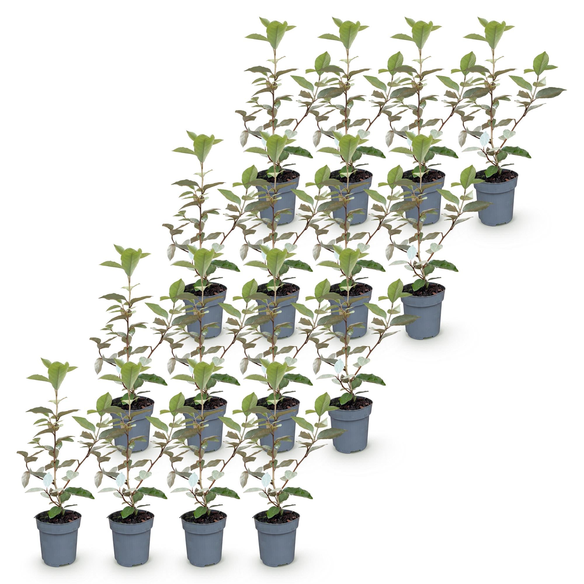 Eleagnus ebbingei Compacta - Olijfwilg 16x - Haagplanten - Groenblijvend - Grijs - Pot 9cm - Hoogte 25-35cm