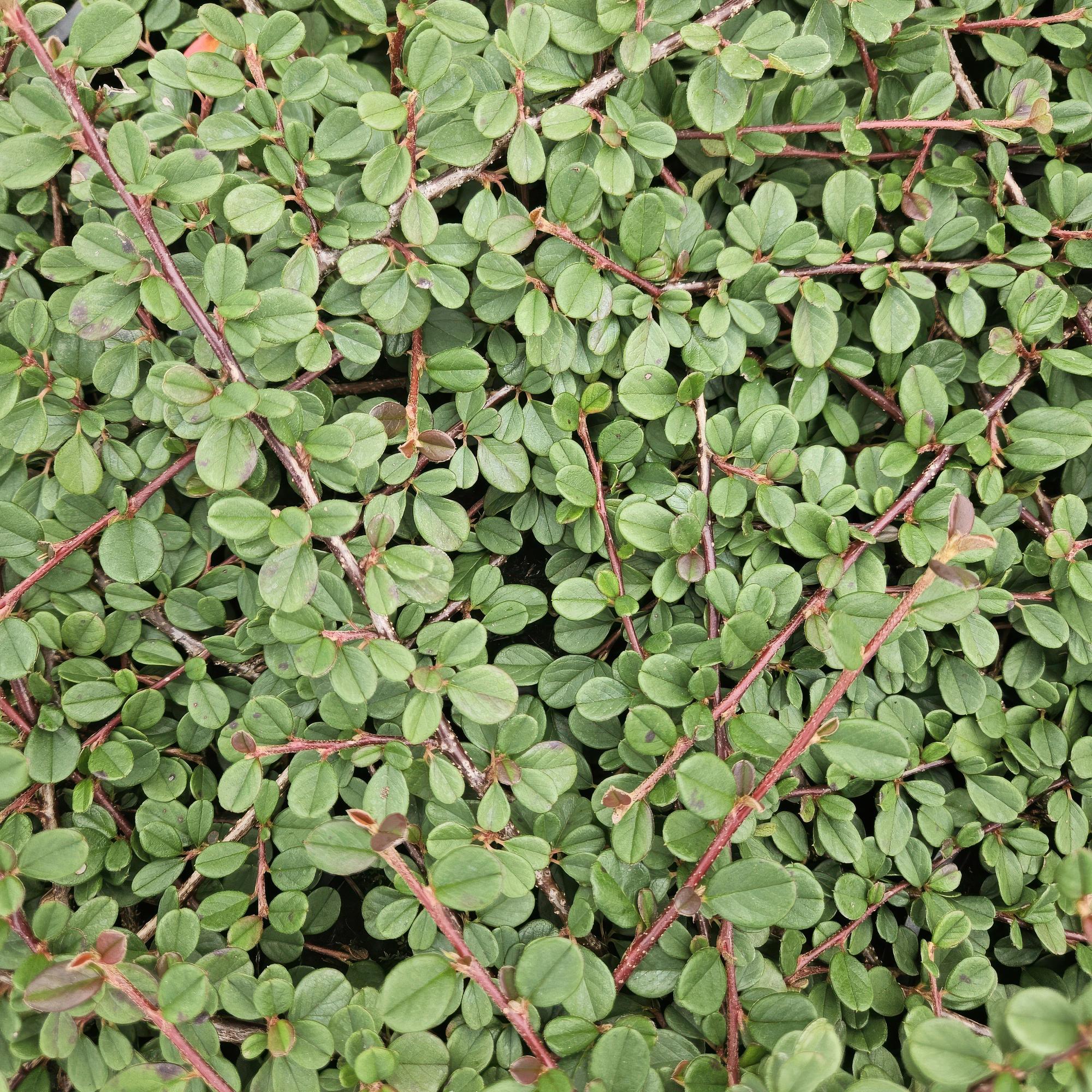 6x Cotoneaster pr. 'Regina dei tappeti' - ↕10-25cm - Ø9cm