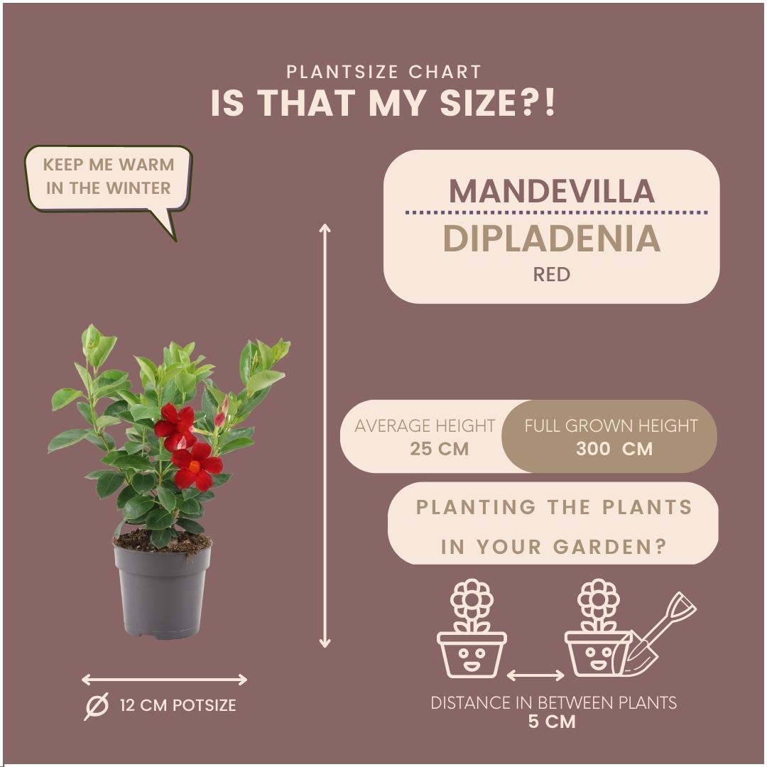 6 x Dipladenia Rossa - Mandevilla Rossa Ø12 cm - ↕25 cm