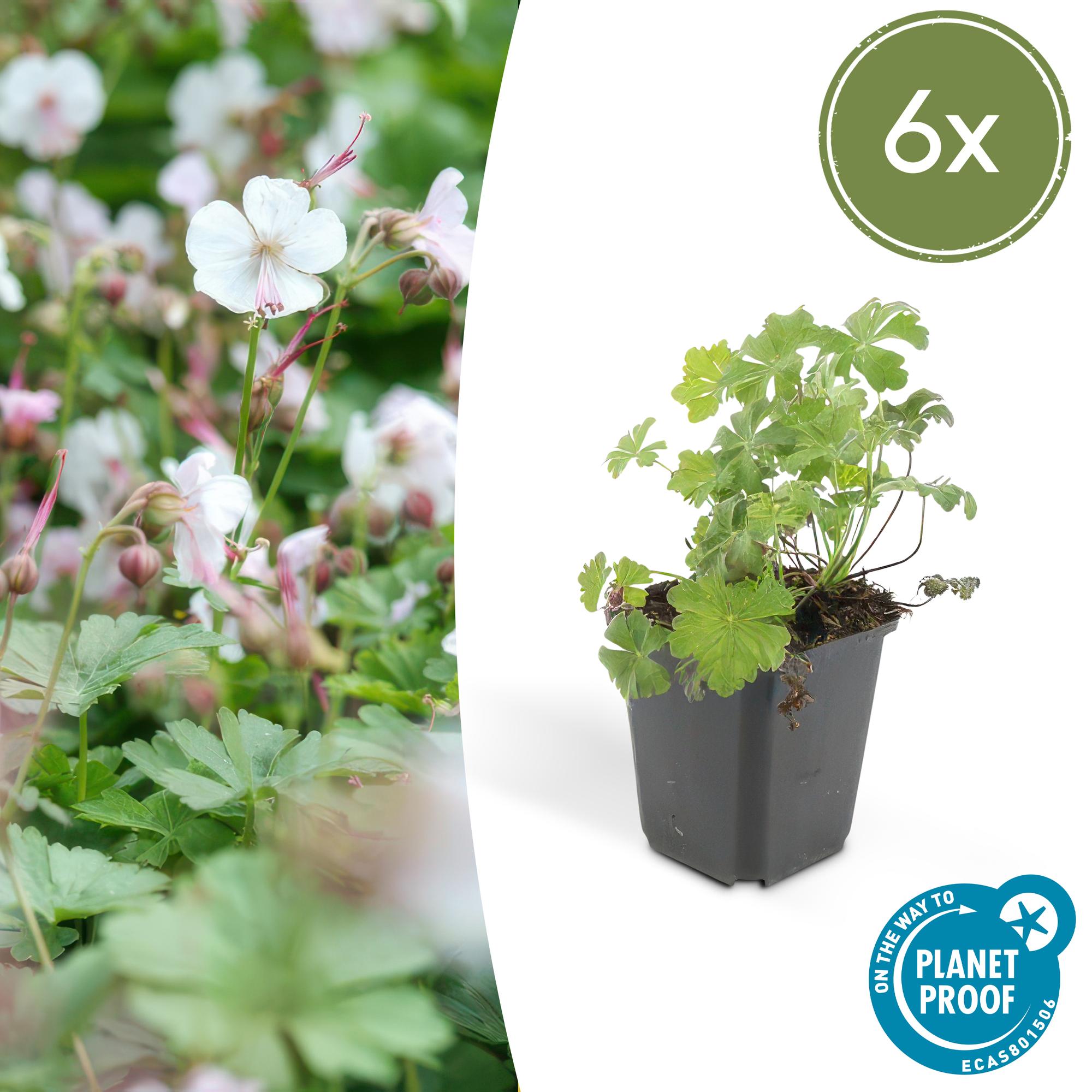 6x Geranium cant. 'Biokovo' - ↕10-25cm - Ø9cm