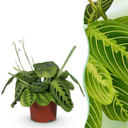 Maranta Fascinator Lemon Lime - Gebedsplant - Huisdiervriendelijke Plant - Groen - 1 Plant - Pot 12cm - Hoogte 25cm