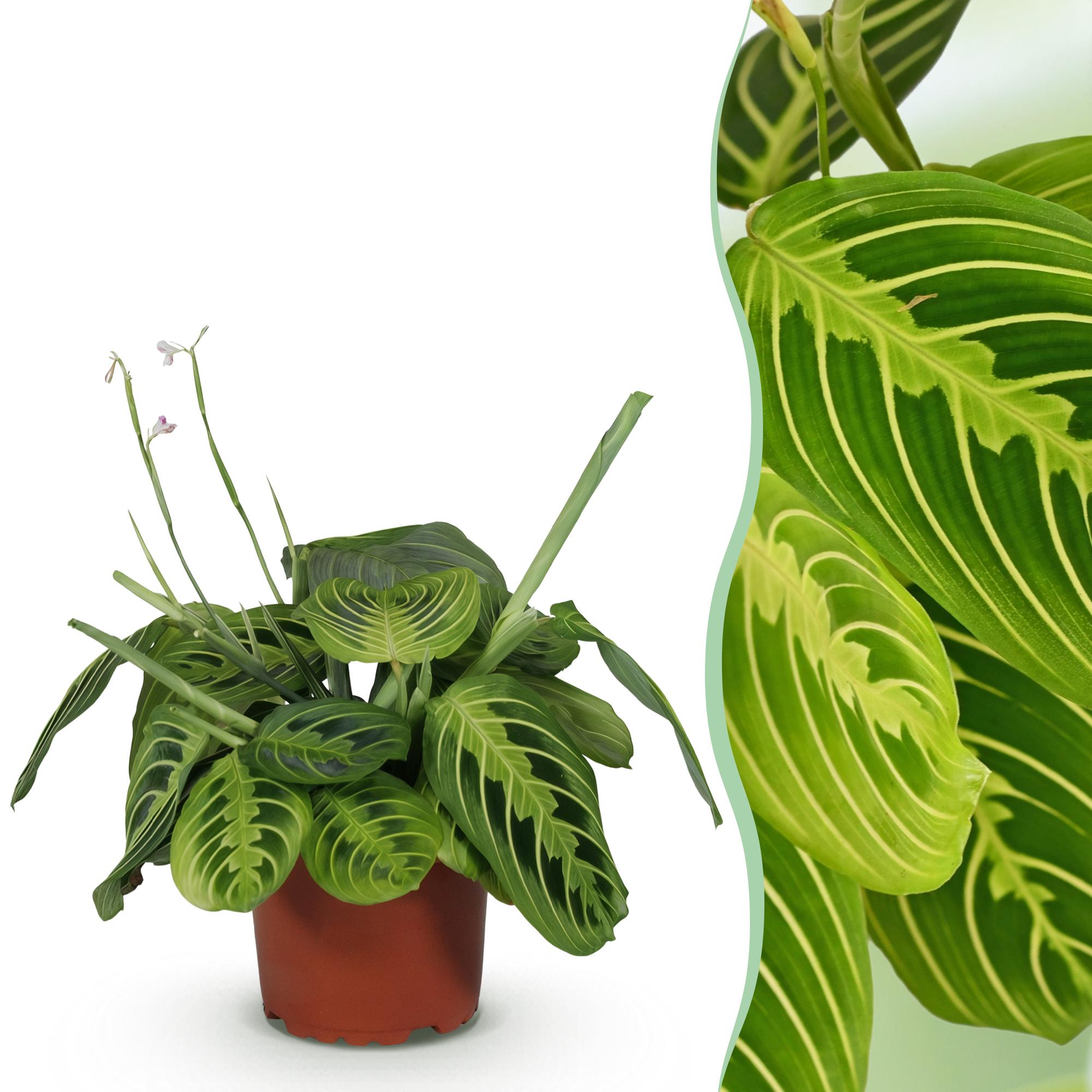 Maranta Fascinator Lemon Lime - Gebedsplant - Huisdiervriendelijke Plant - Groen - 1 Plant - Pot 12cm - Hoogte 25cm