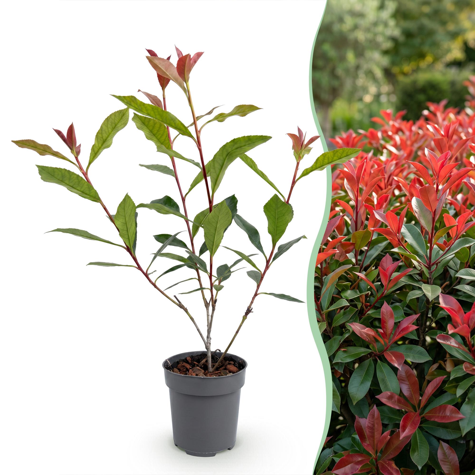 Photinia fraseri Carre Rouge - Glansmispel 16x - Haagplanten - Groenblijvend - Rood - Pot 9cm - Hoogte 25-35cm