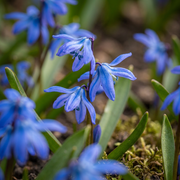 100x Scilla Siberica - Цибулини квітів - Сибірський зірчастий гіацинт - Блакитний - Цибулина, що натуралізується - Розмір цибулини 7/8