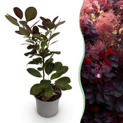 Cotinus coggyria Royal Purple - Paars - 1 Plant - Bladverliezend - Weinig Onderhoud - Pot 12cm Hoogte 35cm