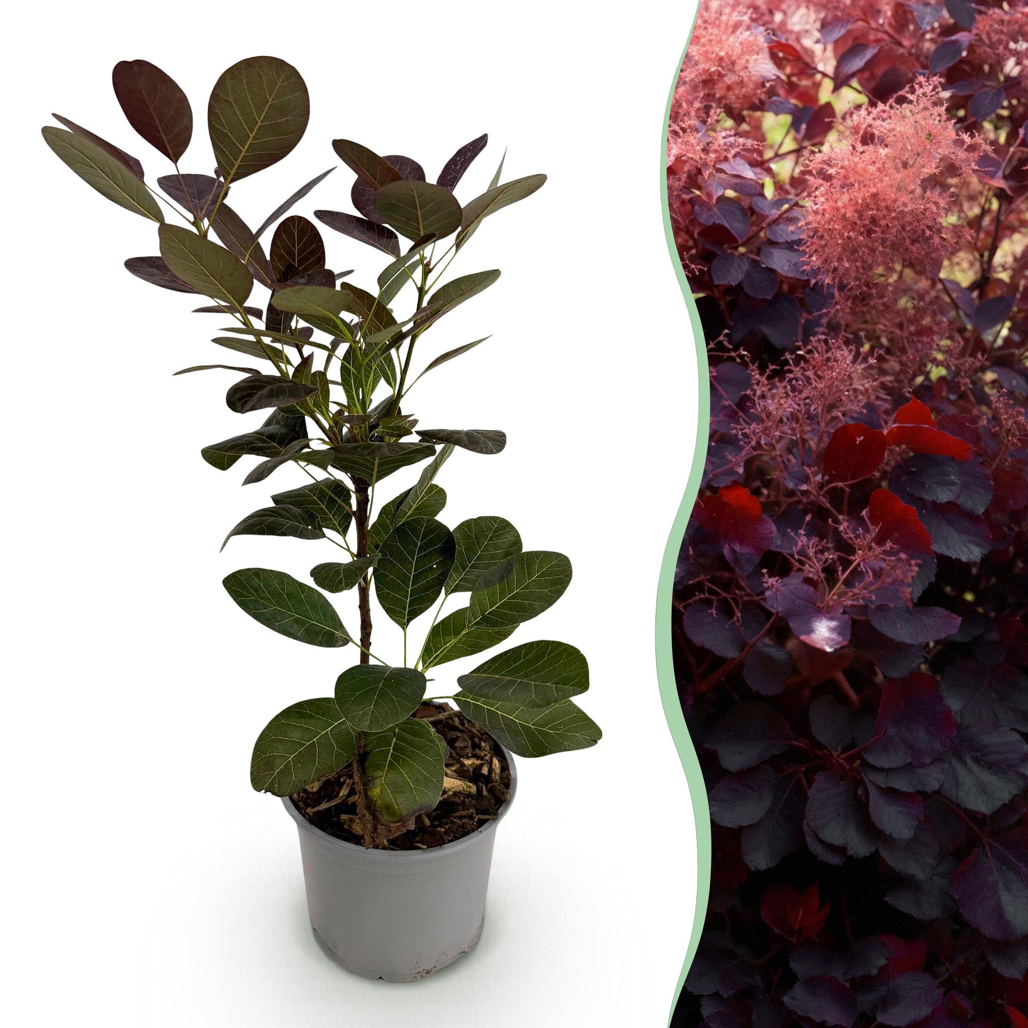 Cotinus coggyria Royal Purple - Paars - 1 Plant - Bladverliezend - Weinig Onderhoud - Pot 12cm Hoogte 35cm