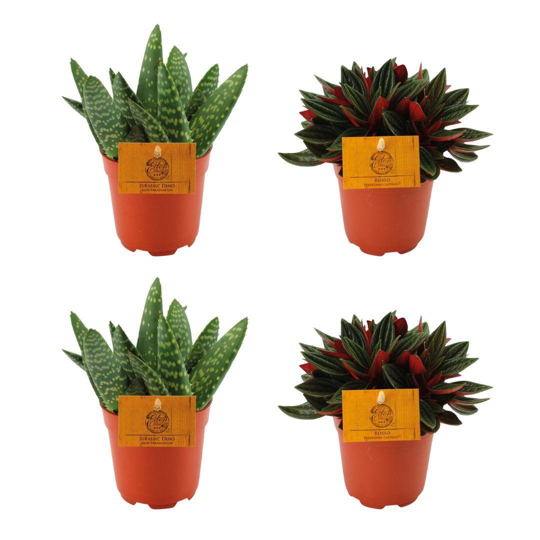2 Aloe Paradisicum + 2 Peperomia Rosso - 4 pièces - Ø10,5 cm - ↕10 cm
