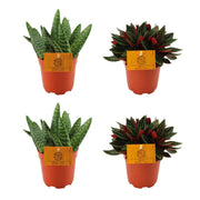 2 Aloe Paradisicum + 2 Peperomia Rosso - 4 pièces - Ø10,5 cm - ↕10 cm