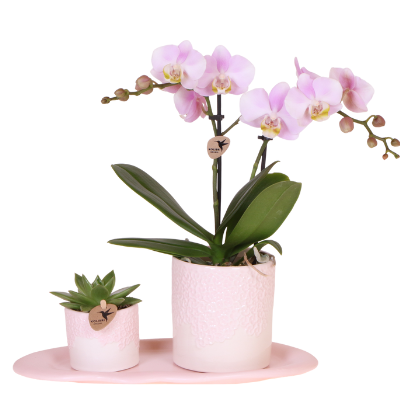Kolibri Orchids | Gift Set Bloom roze | Roze Phalaenopsis orchidee Portugal met groene plant in Bloom roze sierpotten op Cloud plate roze
