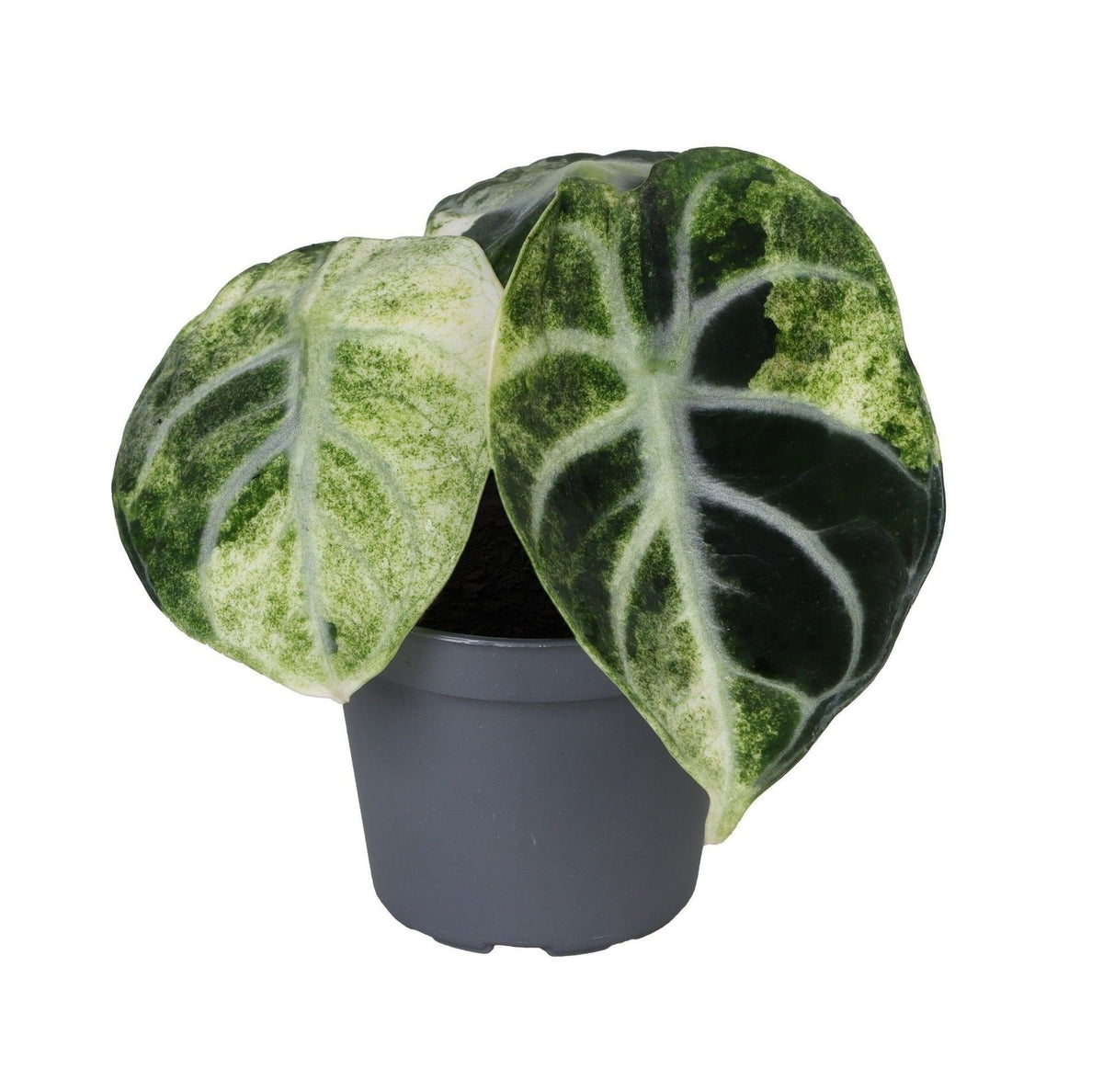 Alocasia Ninja Variegata - Zwart - Variegata - Tropisch - Ø6cm - ↕5cm