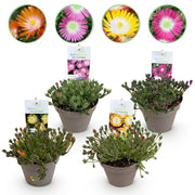Green boutiQ - Coprisuolo - Resistente all'inverno - Delosperma Jewel of Dessert - 4 piante - Colori: rosso, arancione, viola, rosa - Bassa manutenzione - Vaso 14, altezza 17