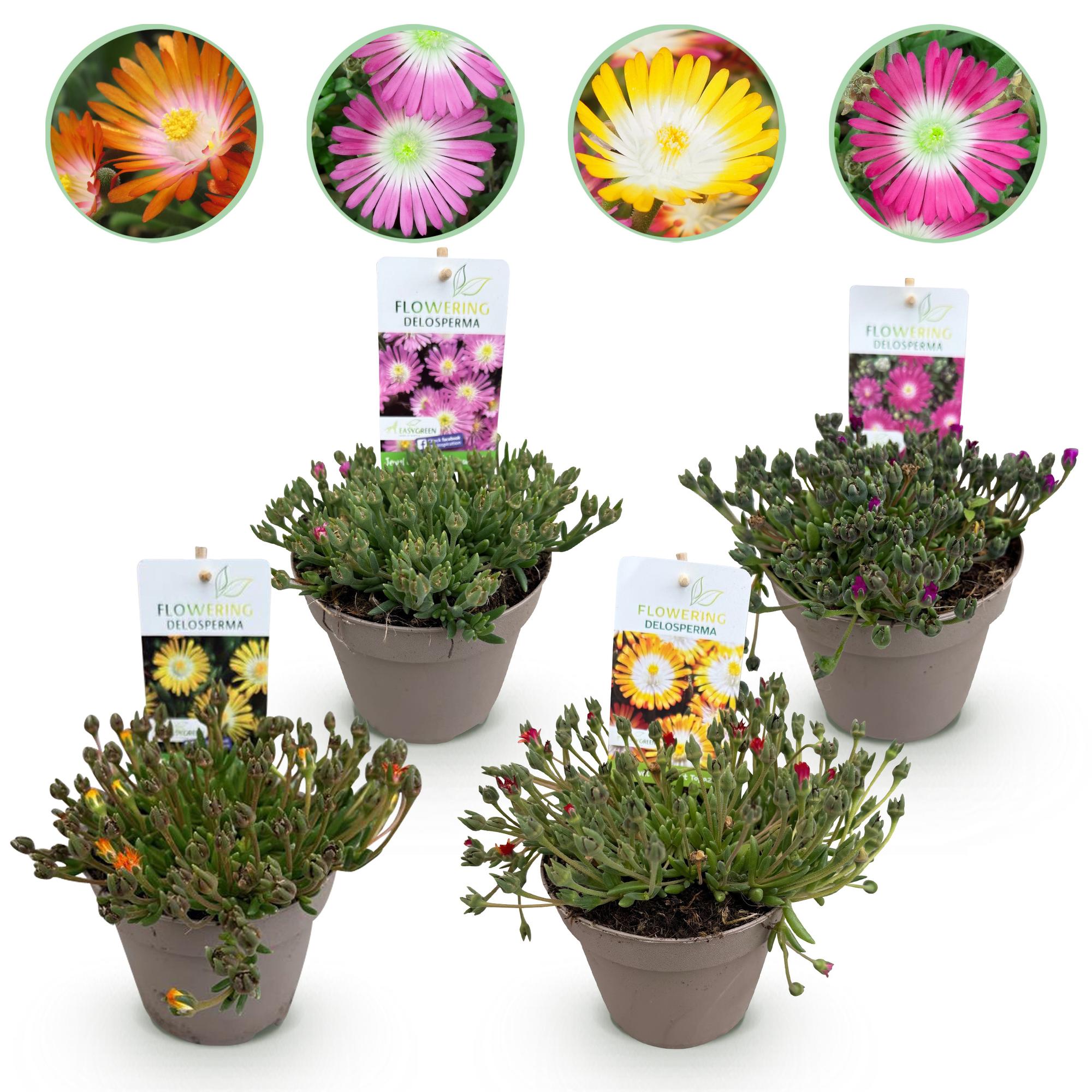 Green boutiQ - Coprisuolo - Resistente all'inverno - Delosperma Jewel of Dessert - 4 piante - Colori: rosso, arancione, viola, rosa - Bassa manutenzione - Vaso 14, altezza 17
