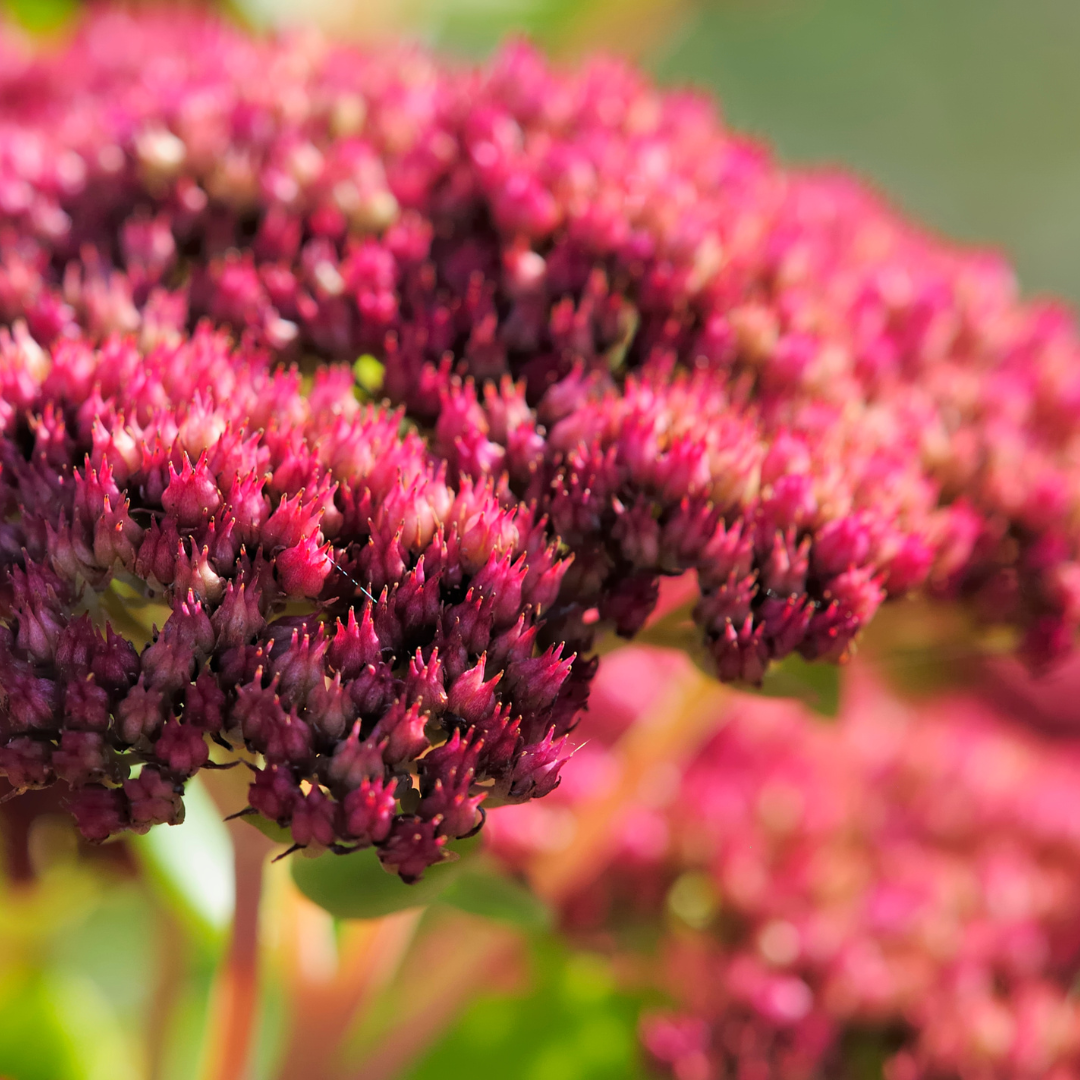 12x Sedum 'Matrona' - ↕10-25cm - Ø9cm
