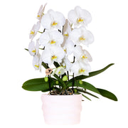 Kolibri-Orchideen | Weiße Niagara-Falls-Orchidee, 12 cm, im Komo-Topf inkl. Wasserreservoir