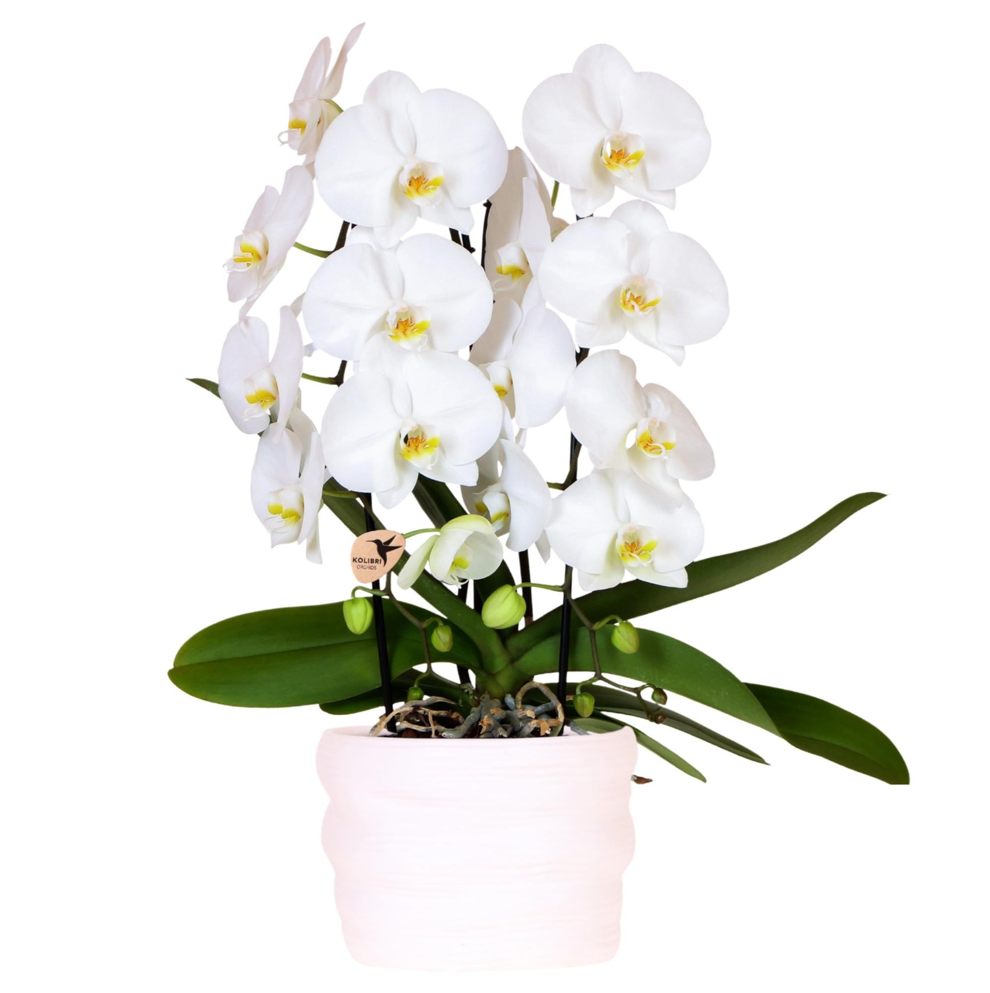 Orchidée Kolibri | Orchidée Niagara Falls blanche de 12 cm en pot Como avec réservoir d'eau