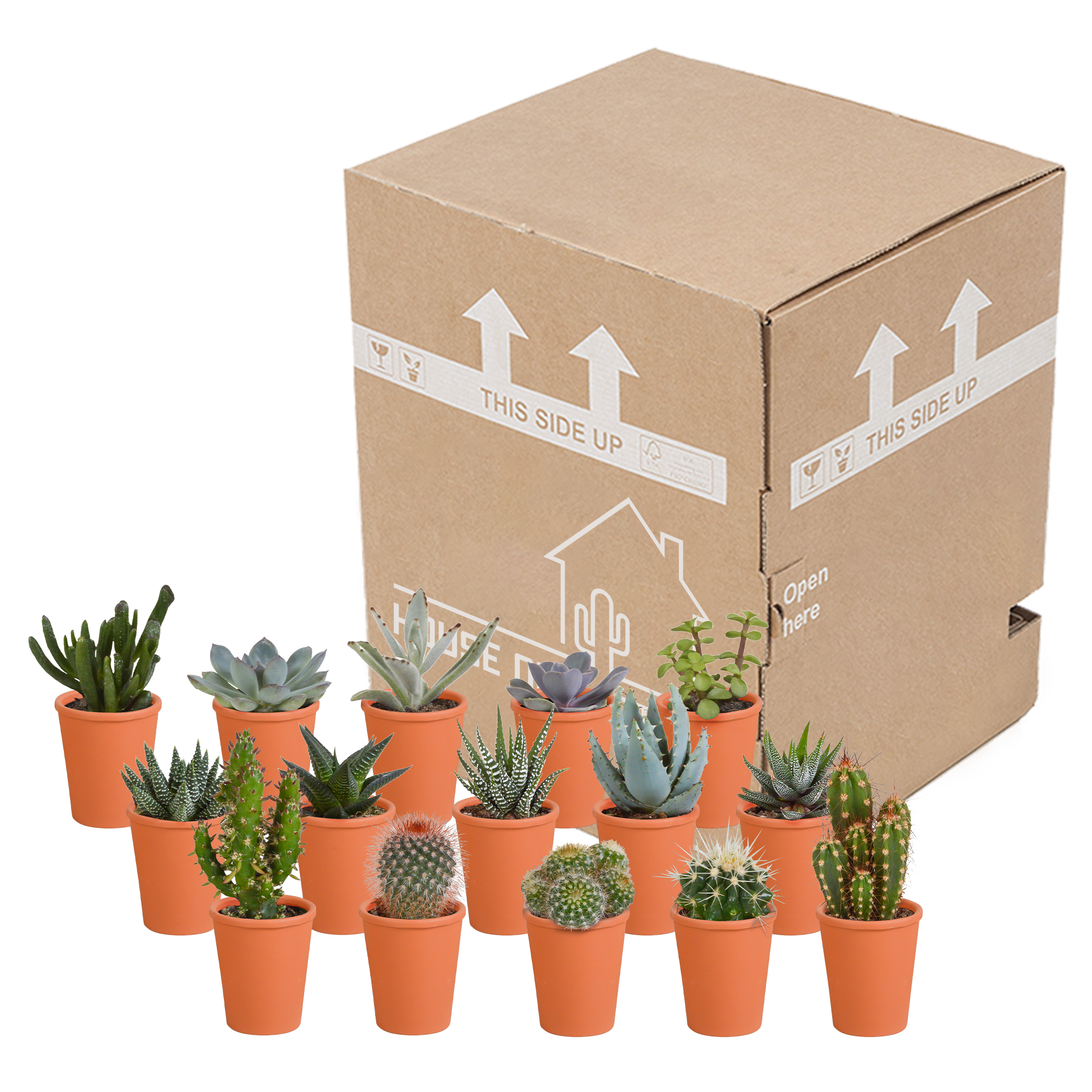 Mix di cactus e piante grasse 5,5 cm | 15 pezzi - in vaso di terracotta