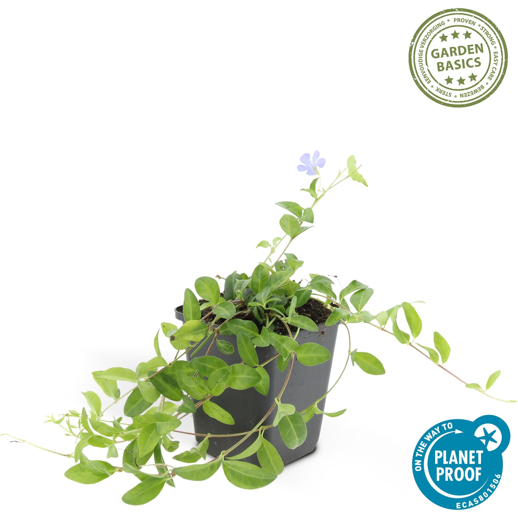 48x Vinca mineure 'La Grave' - ↕10-25cm - Ø9cm