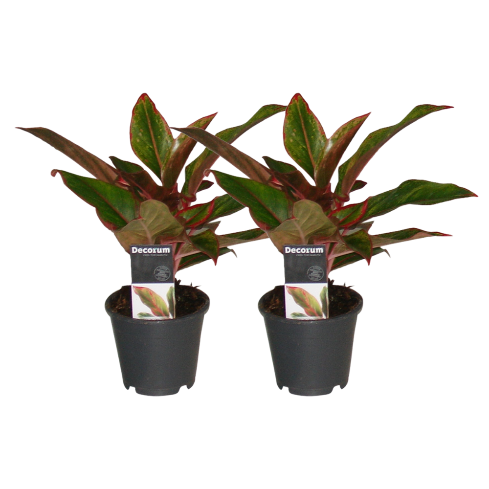 Aglaonema Creta - 2 pezzi - ø12 - ↕30cm