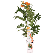 Campsis Indian Summer - Trompetbloem Oranje - Ø15cm - ↕65cm - Ø15 - ↨65cm